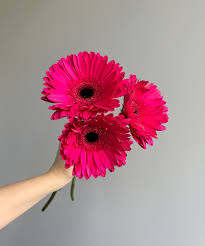 Image result for Gerbera