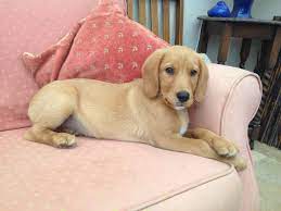 Quality fox red labrador puppies. Spanador Fox Red Lab X Field Spaniel Tiverton Devon Pets4homes