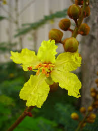 Image result for Limeum pterocarpum