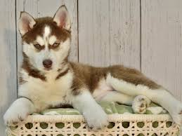 Agouti huskies usually go through a lot of changes as they grow up. Siberian Husky Puppies Petland Fort Myers Florida