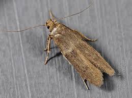 Image result for Bryotropha similis