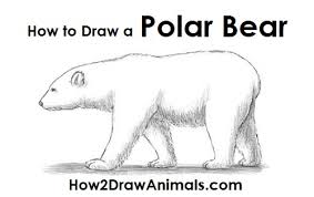 Check spelling or type a new query. How To Draw A Polar Bear