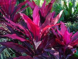 Australian Tropical Plants Low Maintenance Plants Tropical Landscaping Plants