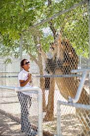 Lion Habitat Ranch Las Vegas Local Adventurers 3 Vegas Trip Vegas Vacation Henderson Las Vegas