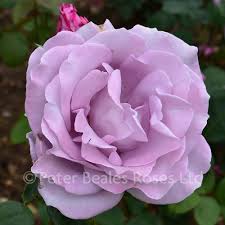 Other exciting blue and mauve rose bushes include the dark purple night owl that is a super patio climbing rose which has a strong spicy fragrance or why not treat yourself to the lilac with blue tinged twice in a blue moon which is undoubtedly our bestselling blue rose. Blue Moon Bush Rose Peter Beales Roses The World Leaders In Shrub Climbing Rambling And Standard Classic Roses