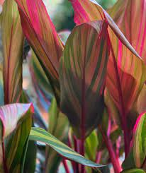 Cordyline Harlequin Plants Garden Harlequin