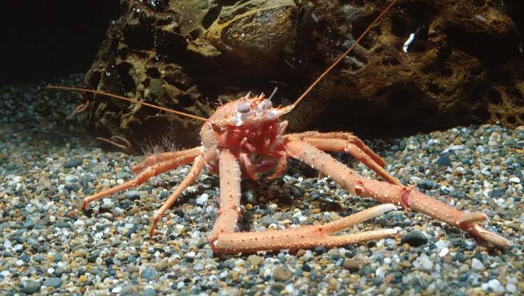 Mga resulta ng larawan para sa deep sea squat lobster"
