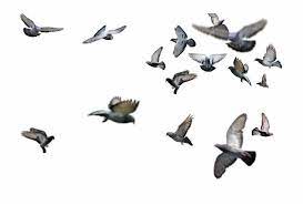 Flying Bird Png Flying Birds Png Hd Is Found On Pngtube Download It Free And Birds Flying Flying Bird Drawing Bird