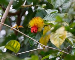 Image result for Combretum psidioides