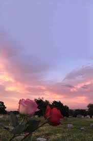 Emmielouise Aesthetic Photography Flower Aesthetic Spring Aesthetic