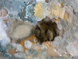 Um zu verhindern, dass die schimmelbildung an der decke erneut auftritt, gilt es vorbeugende maßnahmen zu ergreifen. Schimmel Entfernen So Geht S Wirklich Der Payback Ratgeber