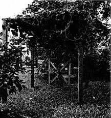 South florida is one of those special locales with a climate that is conducive to a wide variety of annuals and perennials and all kinds of blooming flowers. Figure 3 From Loroco Fernaldia Pandurata Apocynaceae A Popular Edible Flower Of Central America Semantic Scholar