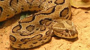 Snake panic in Bangladesh, Russell's viper fears trigger wave of  indiscriminate killings – Firstpost