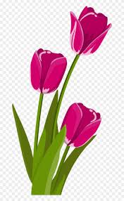 Sejarah bunga tulip sendiri berasal dari asia tengah. April Bunga Tulip Vektor Free Transparent Png Clipart Images Download