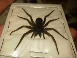 A wolf spider bite normally happens due to the ignorance on the part of the people understanding about the wolf spider bite and also about how to identify and also to treat it is the. Wolf Spider Wolf Spider Spider Bites Spider