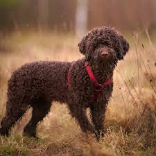 Image result for curly coated retrívr