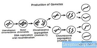We did not find results for: Perbezaan Antara Meiosis Dan Gametogenesis Bandingkan Perbezaan Antara Istilah Sejenis Sains 2021