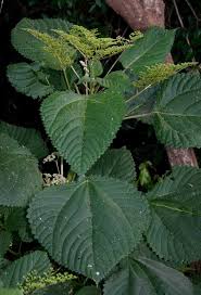 Image result for Laportea alatipes