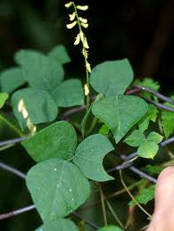 Image result for Rhynchosia