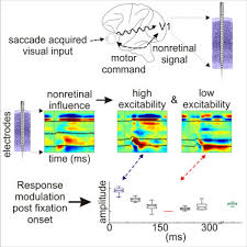 Image result for Visual Fixation