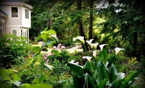 Calla Lily Flowers Add Gracious Beauty To Landscaping Ideas And Yard Decorations Calla Lily Flowers Easy Landscaping Lily Garden
