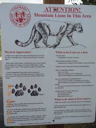 State Wild Life Wildlife Rocky Mountains Wild Lion