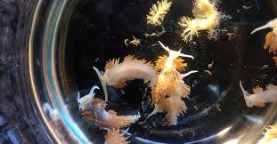 Deep sea creatures found after tsunami. Almost 300 Marine Species Hitched A Ride On Tsunami Debris From Japan To The Us The Verge