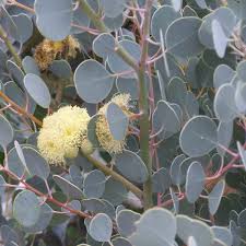 Image result for Eucalyptus
