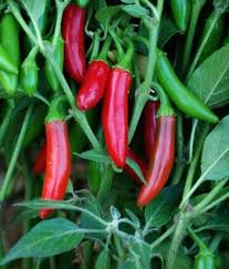 Bird S Eye Chili Substitute Hidalgo Chili Peppers Stuffed Peppers Chili Pepper Stuffed Hot Peppers