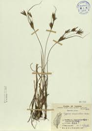Image result for Cyperus tenuiculmis