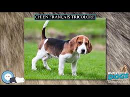 The dogs at cheverny this breed was created by crossing french. Franzosischer Laufhund Grosse Laufhunde