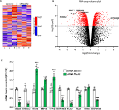 Malaysia hot dj anne v ibrahim. A Rare Coding Mutation In The Mast2 Gene Causes Venous Thrombosis In A French Family With Unexplained Thrombophilia The Breizh Mast2 Arg89gln Variant