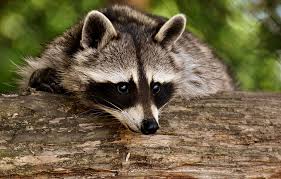 Hd Wallpaper Raccoon Wild Animal Furry Mammal Nature Forest Animals Wallpaper Flare