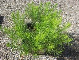 This unusual ecotype, which will possibly be. Blue Star Amsonia Ciliata Var Tenuifolia Georgia Pancake Garden Org