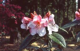 Rhody Edgeworthia Fragrantissimum Evergreen With Strong Fragrance Rhododendron Plant Design Healing Garden