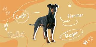 Original Hunting Dog Names for Fido