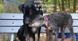 Cool Bonded Senior Canine In The Massive Apple Rejected By Means Of Household Want A Brand New Loving Residence Goruntuler Ile