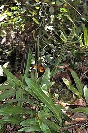 Image result for Elaphoglossum