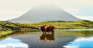 Açores ɐˈsoɾɨʃ ), officially the autonomous region of the azores ( região autónoma dos açores ), is one of the two autonomous regions of portugal (along with madeira ). Cais Do Pico Pico E Onde Mais Se Produz Carne Dos Acores
