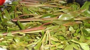 القات الهرري في الحبشه about press copyright contact us creators advertise developers terms privacy policy & safety how youtube works test new features © 2021 google llc Ø§ Ø«ÙŠÙˆØ¨ÙŠØ§ Ø§Ù„Ø¬Ù…Ø§Ù„ ÙˆØ§Ù„Ø·Ø¨ÙŠØ¹Ø© Ø§Ù„Ù‚Ø§Øª Ù†Ø¨ØªØ© Ù…Ø§Ø¨ÙŠÙ† Ø§Ù„Ø¯ÙŠÙ† ÙˆØ§Ù„Ù…Ø¹ØªÙ‚Ø¯