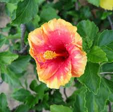 We did not find results for: Philippine Trees And Garden Flowers Fragrant Flowers Flower Garden Flower Artwork