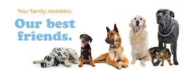 Our pet hospitals are providing reduced services and have different procedures in place to keep everyone safe. Dog Grooming Cat Grooming Bubbles Pet Spa