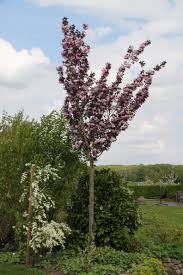 Japanische Nelkenkirsche Prunus Serrulata Royal Burgundy Garten Landschaftsbau Bepflanzung Privatgarten