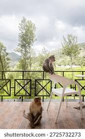 10,641 Monkey House Royalty-Free Images, Stock Photos & Pictures |  Shutterstock