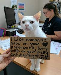 Rescue Single White Male Cat Who Lived At Shelter Over 400 Days Is Hired As Receptionist Then Finally Adopted Cats Animal Welfare League Cats And Kittens