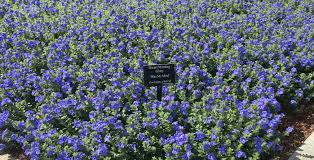 If you like blue morning glory, you might love these ideas. Some Like It Hot Greenhouse Product News