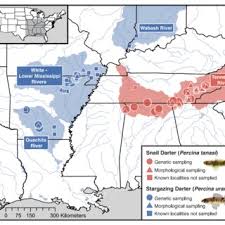 Image result for Rhaphiostylis