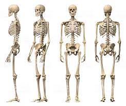 Hämta det här female bones and nerves back fotot nu. Male Human Skeleton Four Views Front Back Side And Perspective Human Skeleton Human Skeleton Anatomy Human Skeletal System