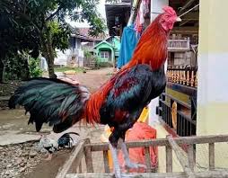 Asahan batu tajamkan pisau lebih cepat dan efisien. 7 Jenis Ayam Aduan Terbaik Masa Kini Paling Bagus