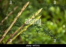 Image result for Asparagus petersianus